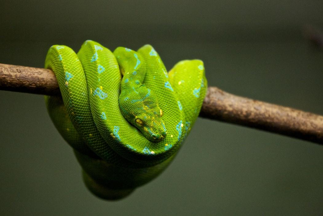 python coiled on a branch